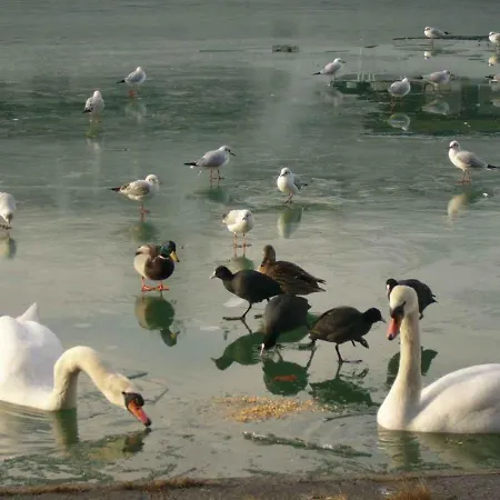 In - Balaton 38420 דירה שיופוק