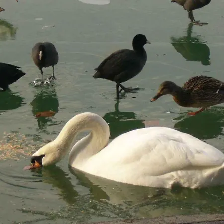 דירה In - Balaton 38420 שיופוק