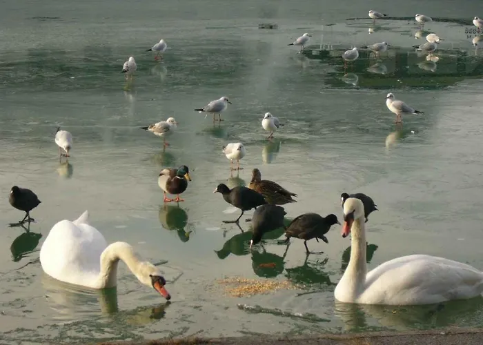 In - Balaton 38420 Apartament Siófok